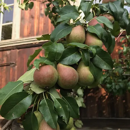 Apartament Gemuetliche Grosszuegige Altes Schulhaus Ebnat-Kappel