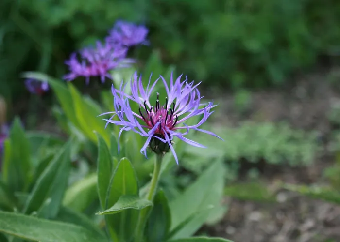 Appartement Gemuetliche Grosszuegige Altes Schulhaus *